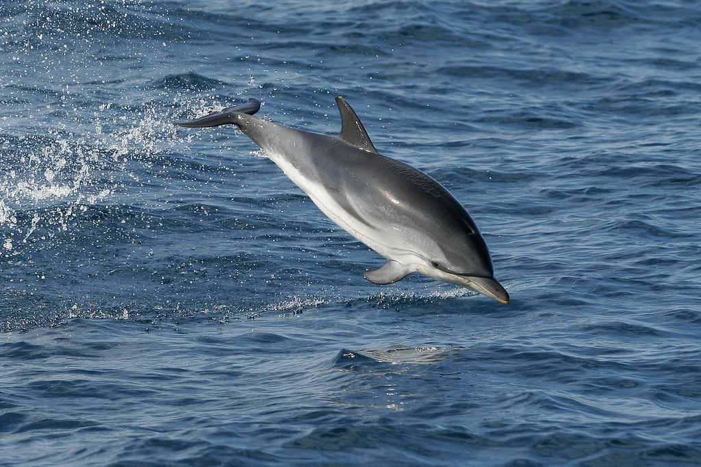 Ugráló delfinek, fotótúra, tengeri fotózás